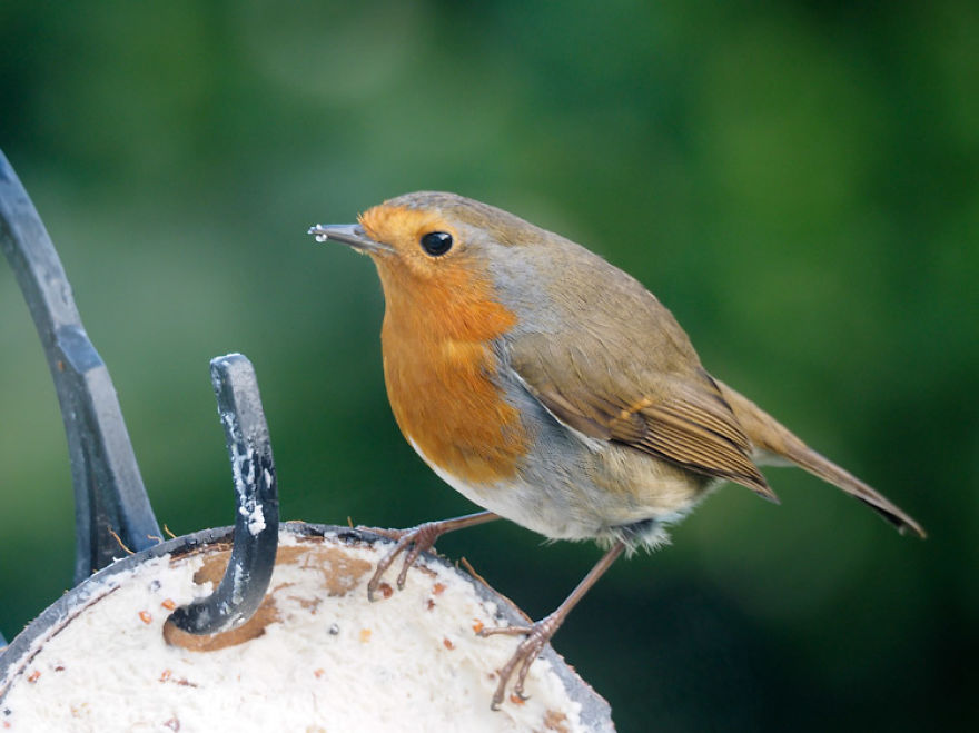 I Took These Wildlife Shots From My Living Room Window