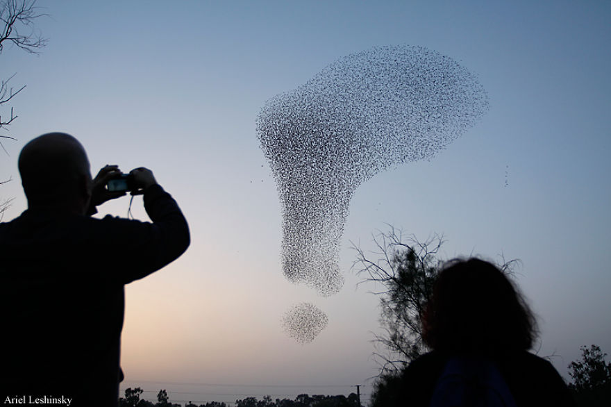 I Chase Starlings To Capture The Intricate Shapes They Make I Chase Starlings To Capture The Intricate Shapes They Make