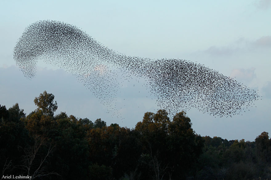 I Chase Starlings To Capture The Intricate Shapes They Make I Chase Starlings To Capture The Intricate Shapes They Make