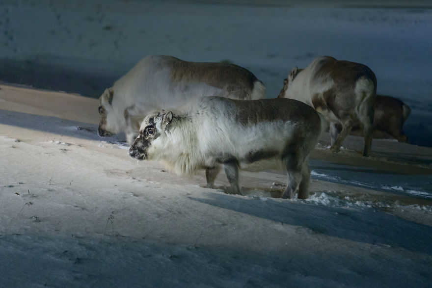 I Photographed World's Northernmost Settlement During Polar Night, When Sun Doesn't Rise For Several Months I Photographed World's Northernmost Settlement During Polar Night, When Sun Doesn't Rise For Several Months