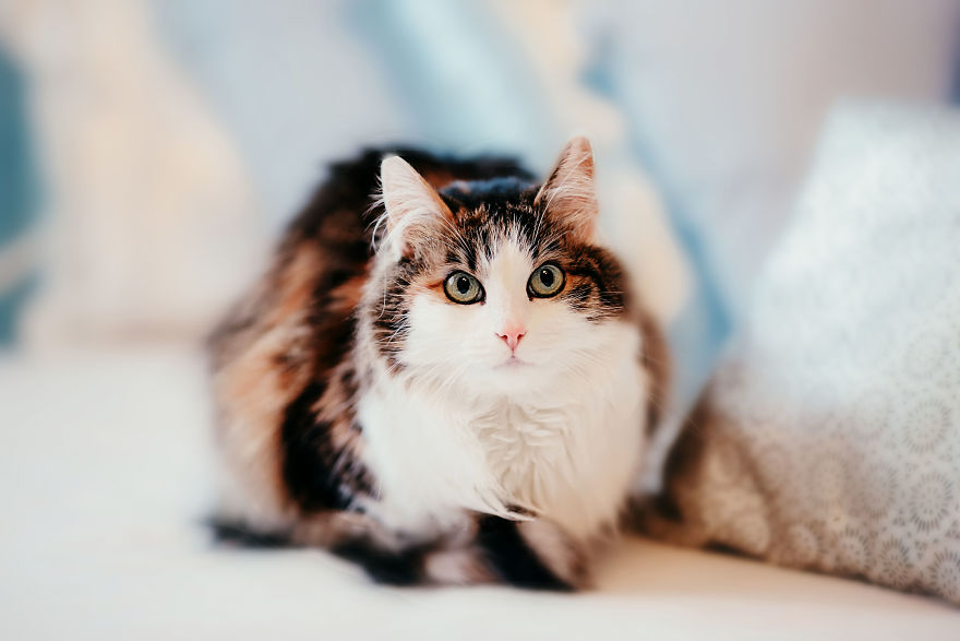 I Take Professional Photos For Abandoned Animals To Help Them Find A New Home