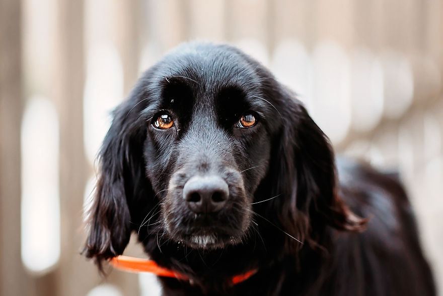 I Take Professional Photos For Abandoned Animals To Help Them Find A New Home