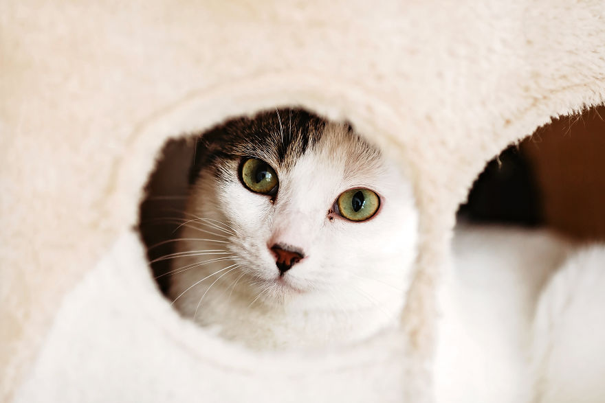 I Take Professional Photos For Abandoned Animals To Help Them Find A New Home