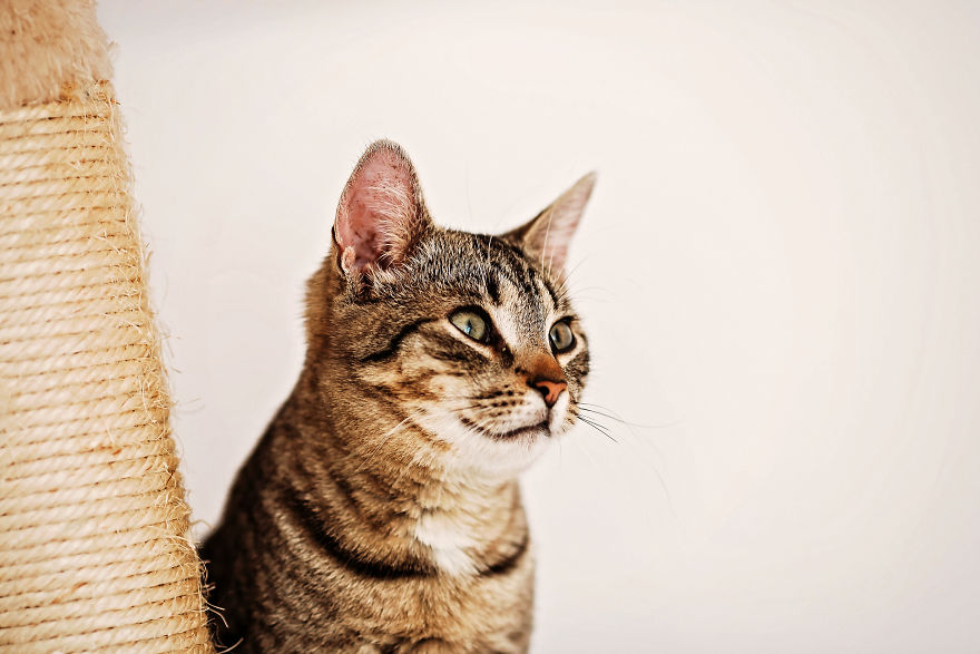 I Take Professional Photos For Abandoned Animals To Help Them Find A New Home