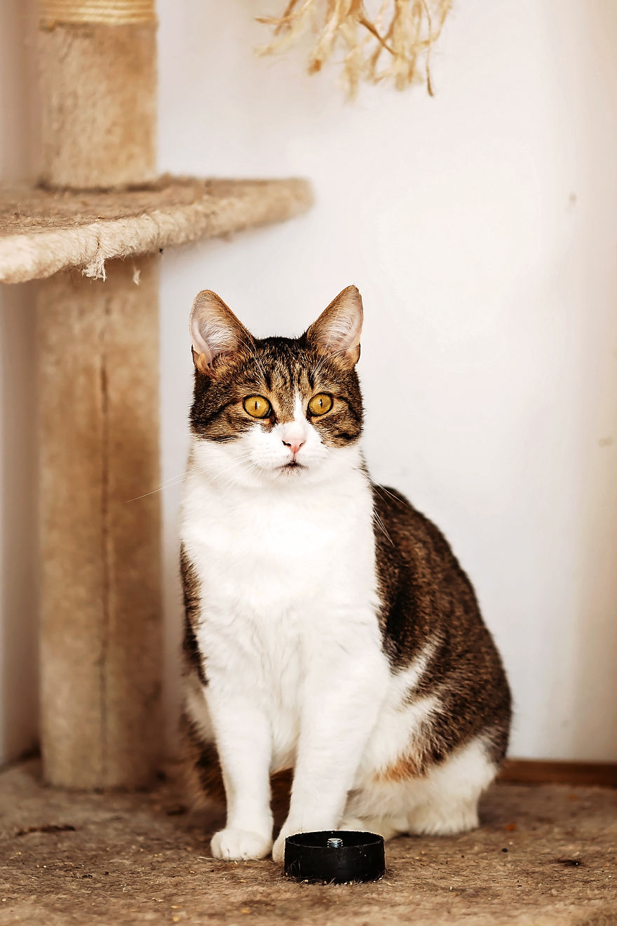 I Take Professional Photos For Abandoned Animals To Help Them Find A New Home