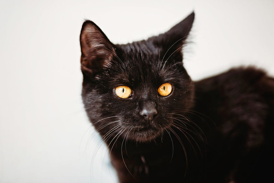 I Take Professional Photos For Abandoned Animals To Help Them Find A New Home
