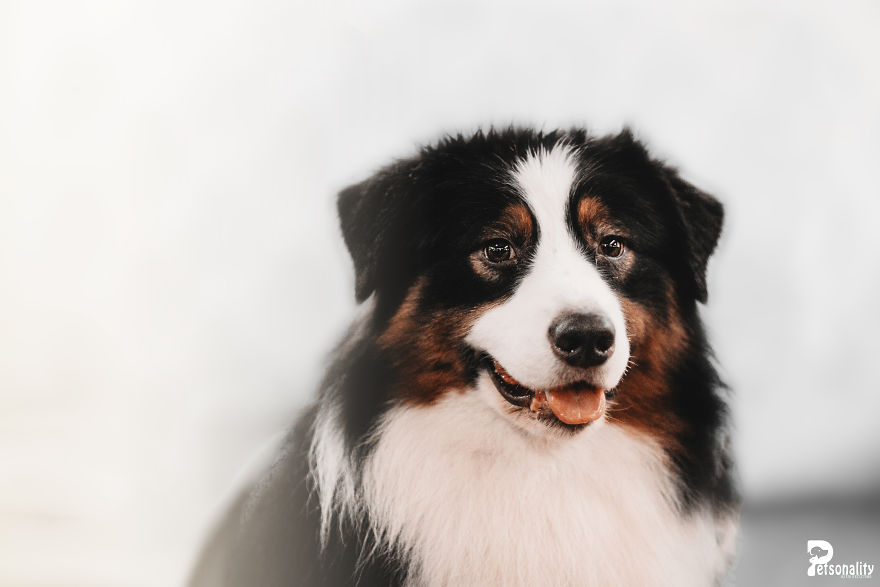 I Take Professional Photos For Abandoned Animals To Help Them Find A New Home