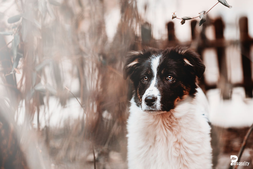 I Take Professional Photos For Abandoned Animals To Help Them Find A New Home