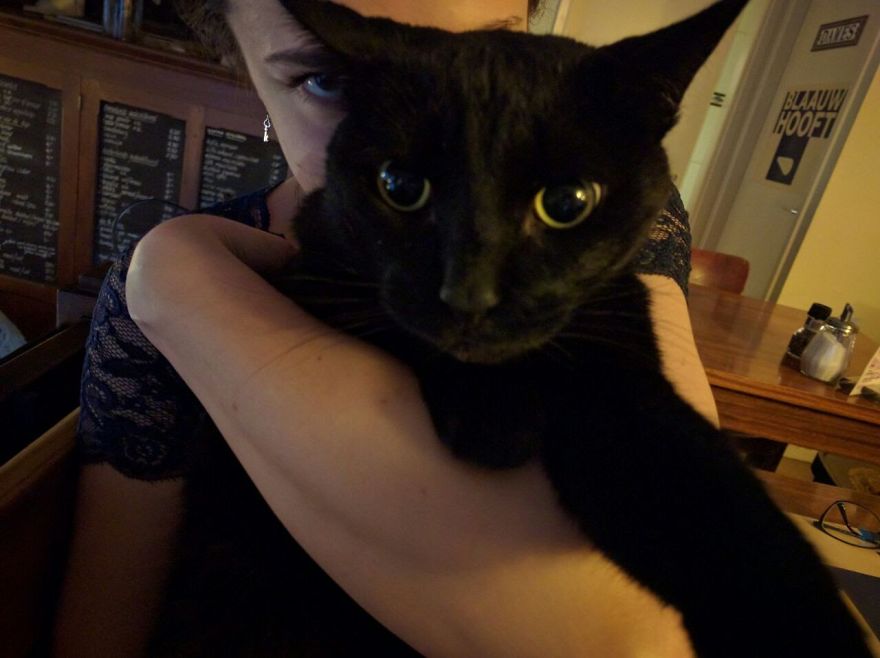 The Black And White Of Cats