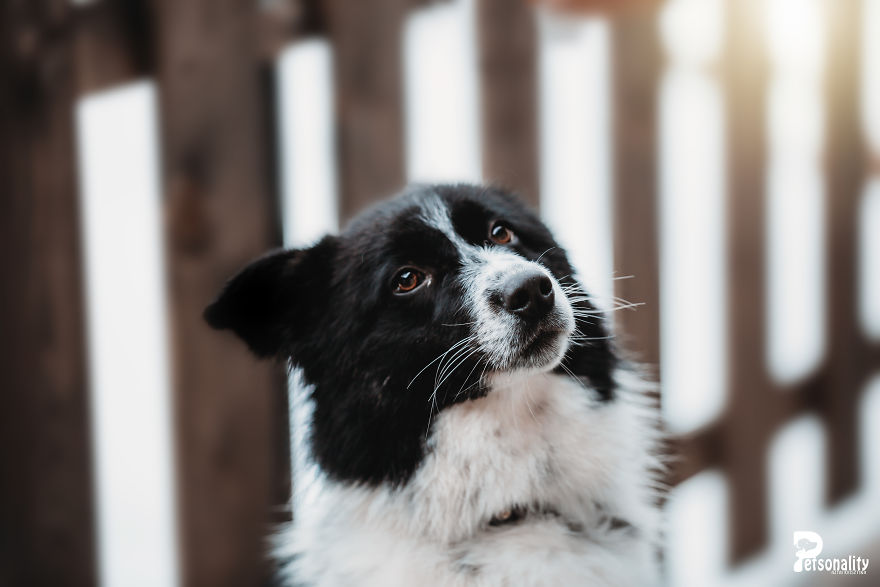 I Take Professional Photos For Abandoned Animals To Help Them Find A New Home