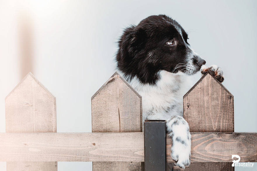 I Take Professional Photos For Abandoned Animals To Help Them Find A New Home