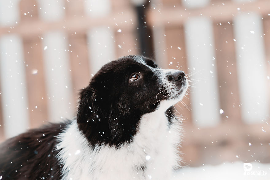 I Take Professional Photos For Abandoned Animals To Help Them Find A New Home