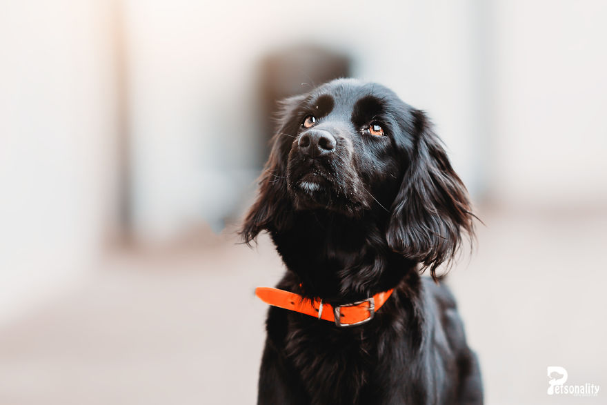 I Take Professional Photos For Abandoned Animals To Help Them Find A New Home