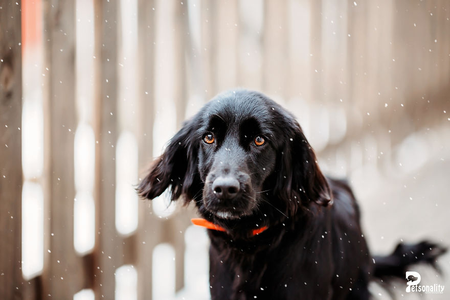 I Take Professional Photos For Abandoned Animals To Help Them Find A New Home