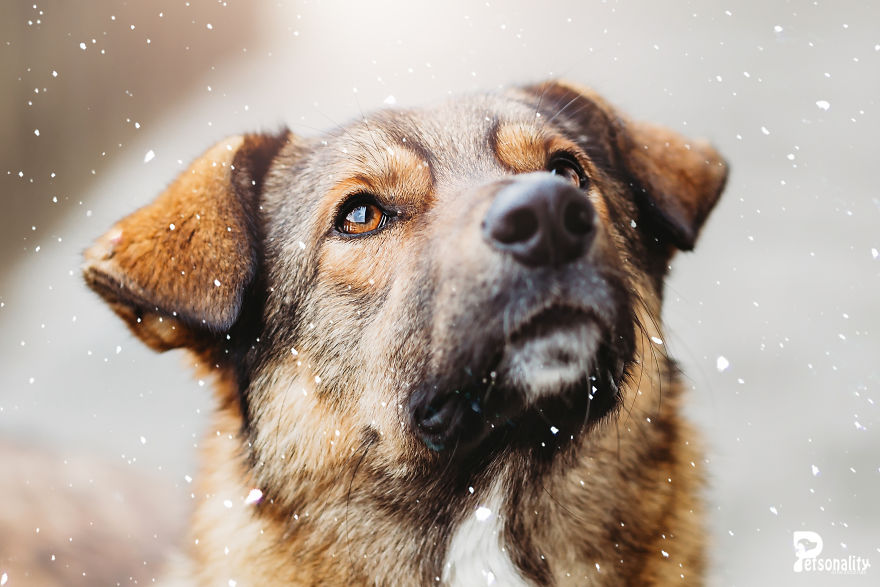 I Take Professional Photos For Abandoned Animals To Help Them Find A New Home