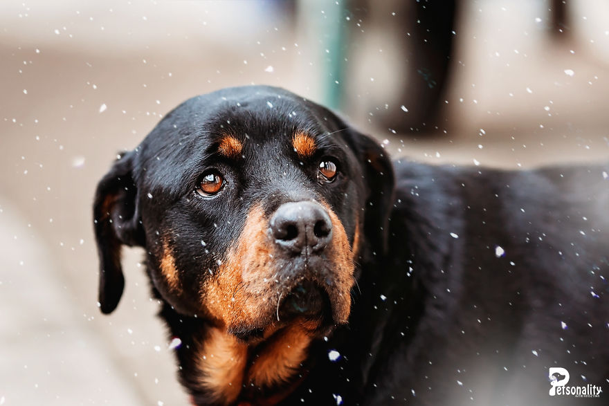 I Take Professional Photos For Abandoned Animals To Help Them Find A New Home