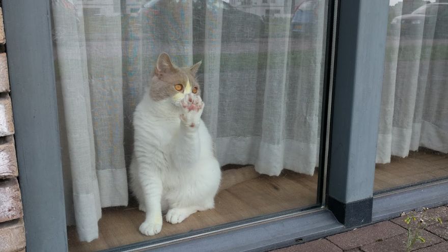 The Black And White Of Cats