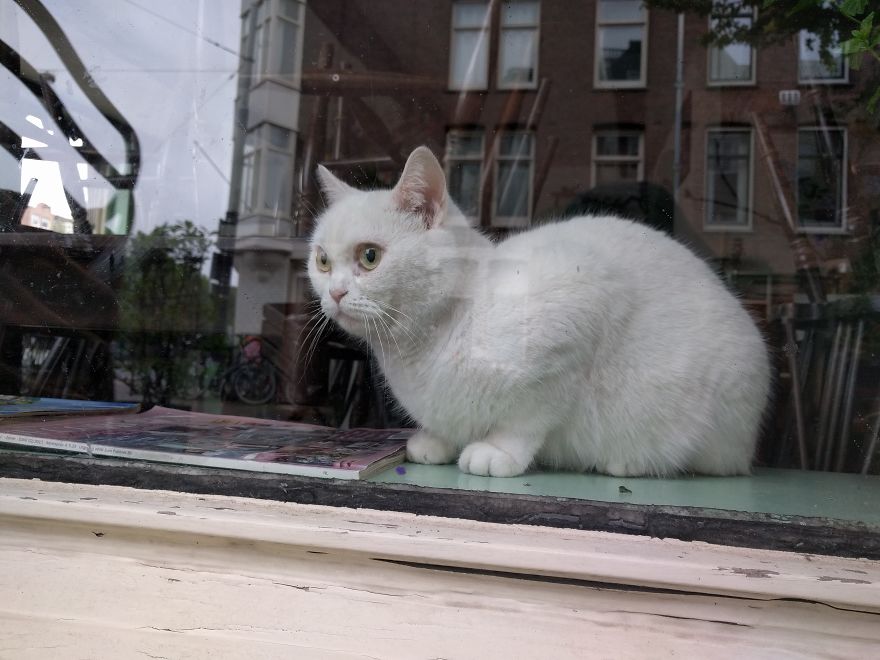The Black And White Of Cats