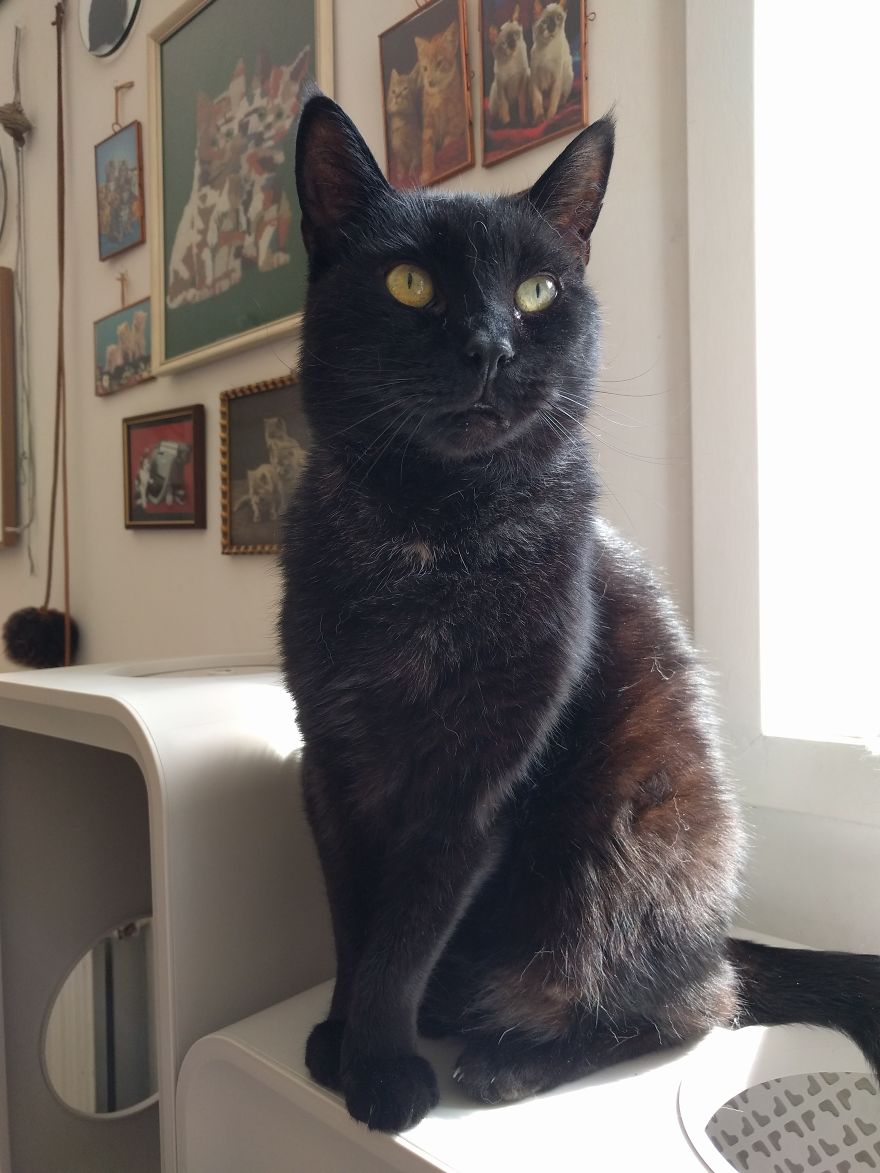 The Black And White Of Cats