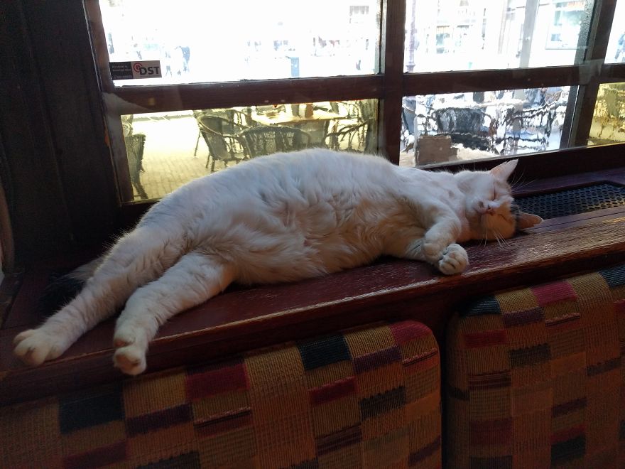 The Black And White Of Cats