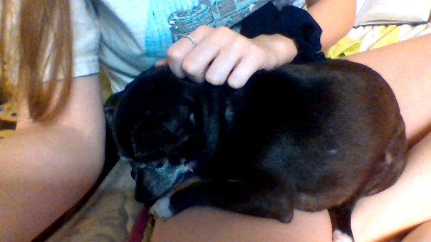 My Dogs Official Seat In The House Is My Lap. No Matter What I'm Doing She's Always Sitting In My Lap😂💕