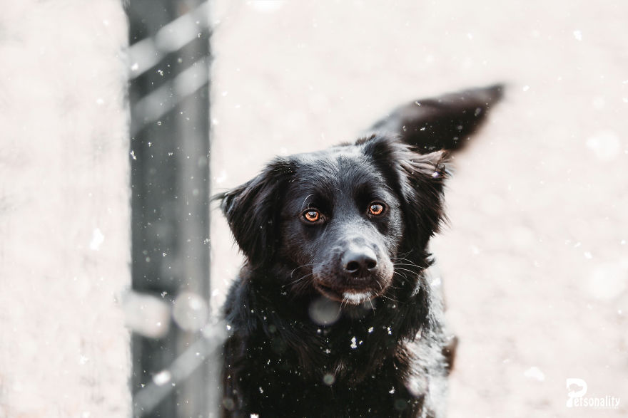 I Take Professional Photos For Abandoned Animals To Help Them Find A New Home
