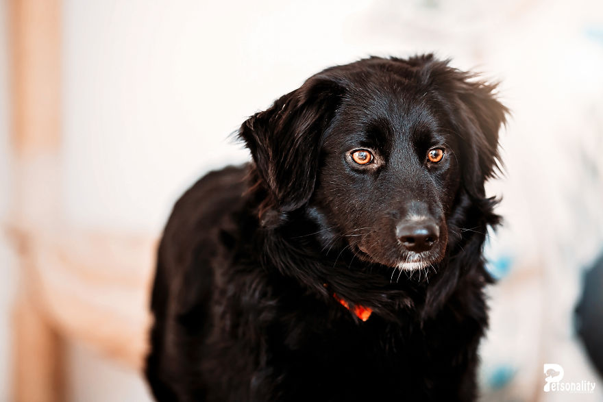 I Take Professional Photos For Abandoned Animals To Help Them Find A New Home