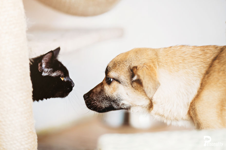 I Take Professional Photos For Abandoned Animals To Help Them Find A New Home