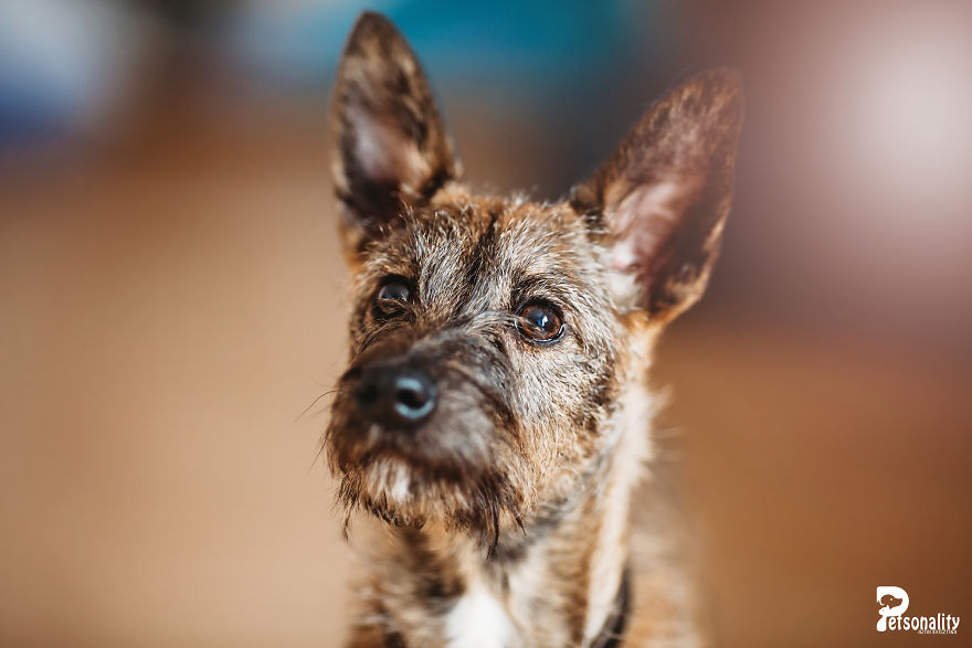I Take Professional Photos For Abandoned Animals To Help Them Find A New Home
