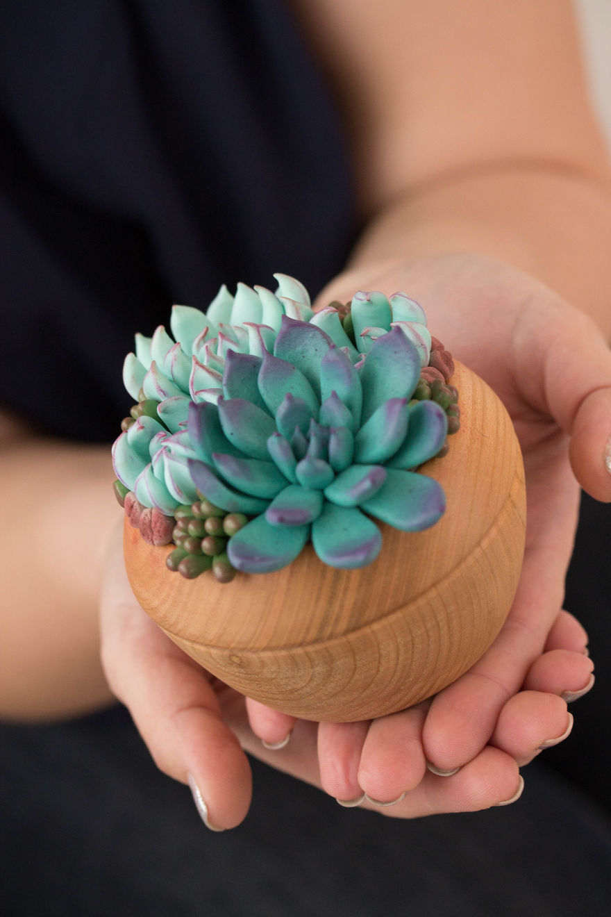 Polymer Clay And My Succulent Mania