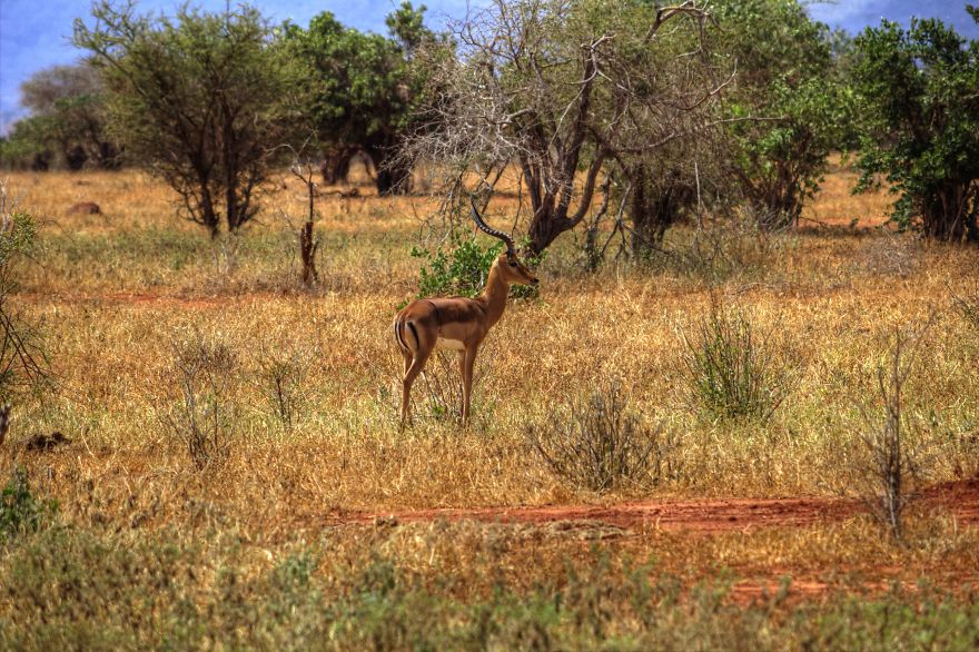 I Am Truly Amazed With Wild Animals In Kenya!