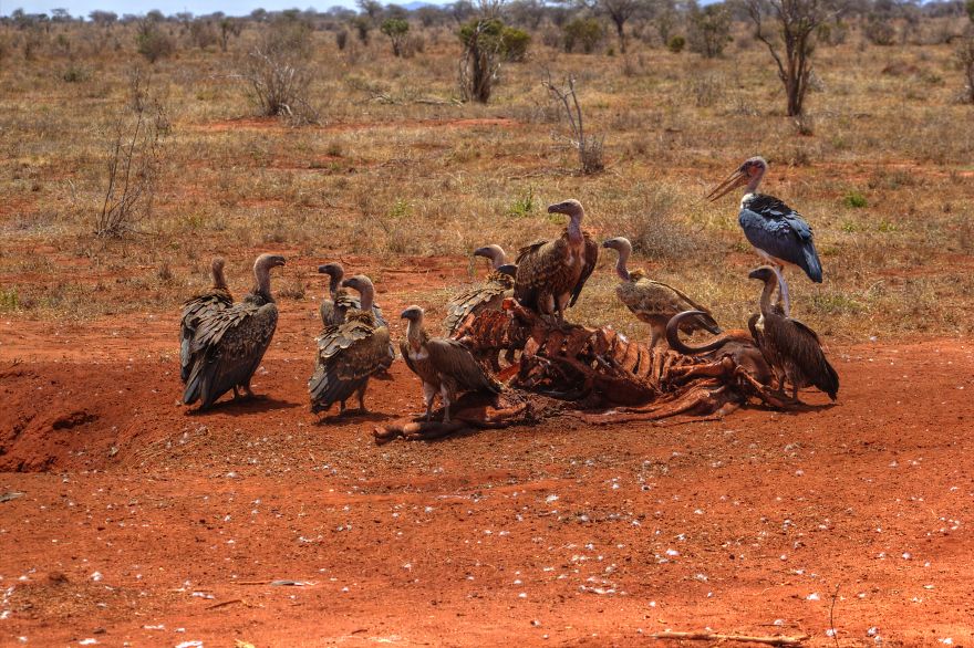 I Am Truly Amazed With Wild Animals In Kenya!