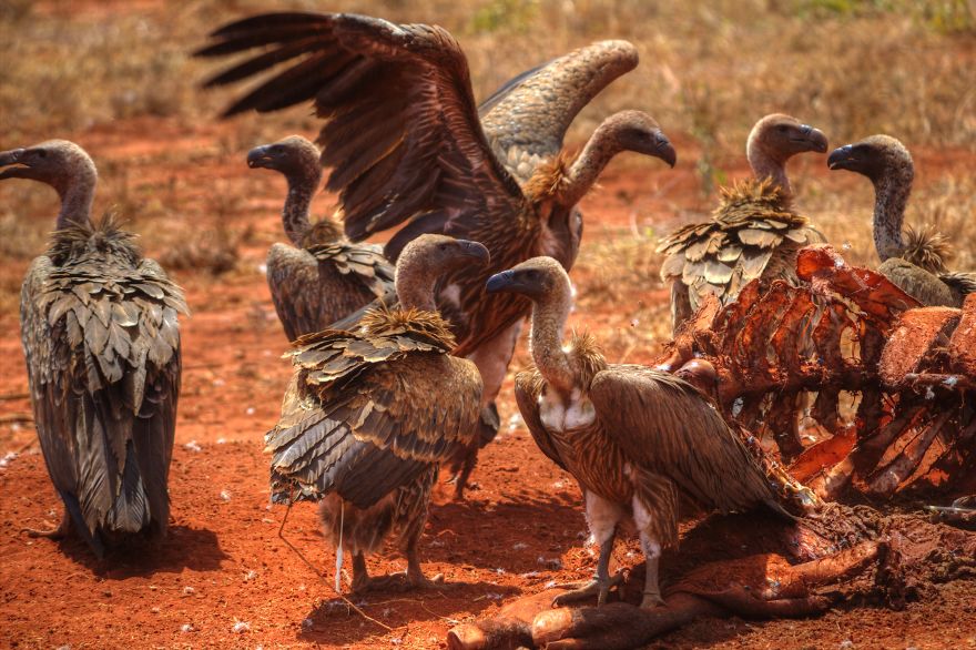 I Am Truly Amazed With Wild Animals In Kenya!