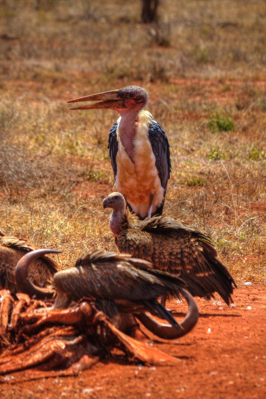 I Am Truly Amazed With Wild Animals In Kenya!
