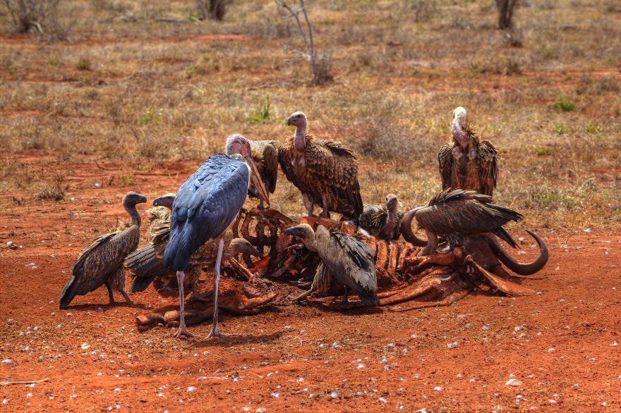 I Am Truly Amazed With Wild Animals In Kenya!