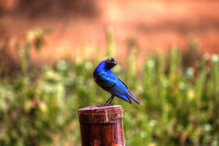 I Am Truly Amazed With Wild Animals In Kenya!
