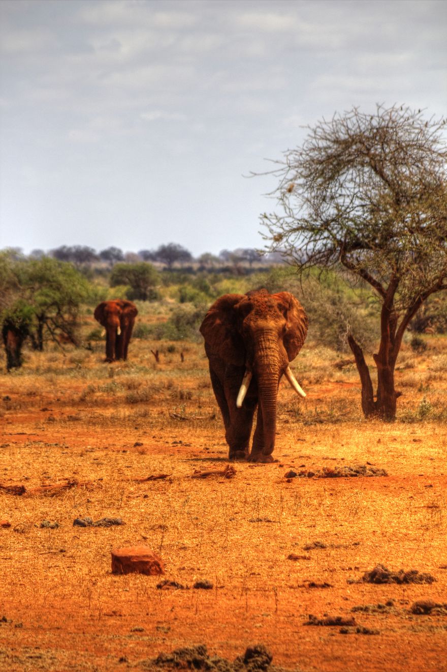 I Am Truly Amazed With Wild Animals In Kenya!