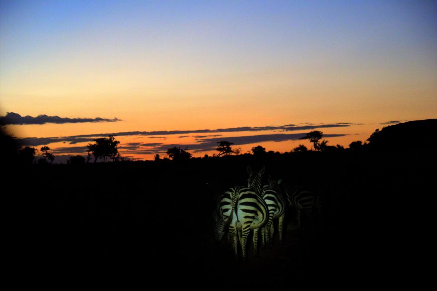 I Am Truly Amazed With Wild Animals In Kenya!