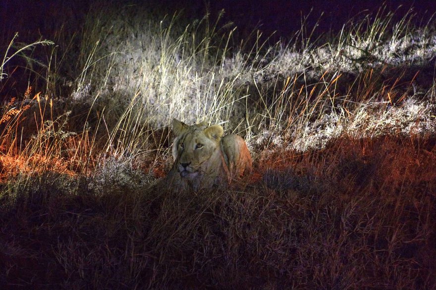 I Am Truly Amazed With Wild Animals In Kenya!