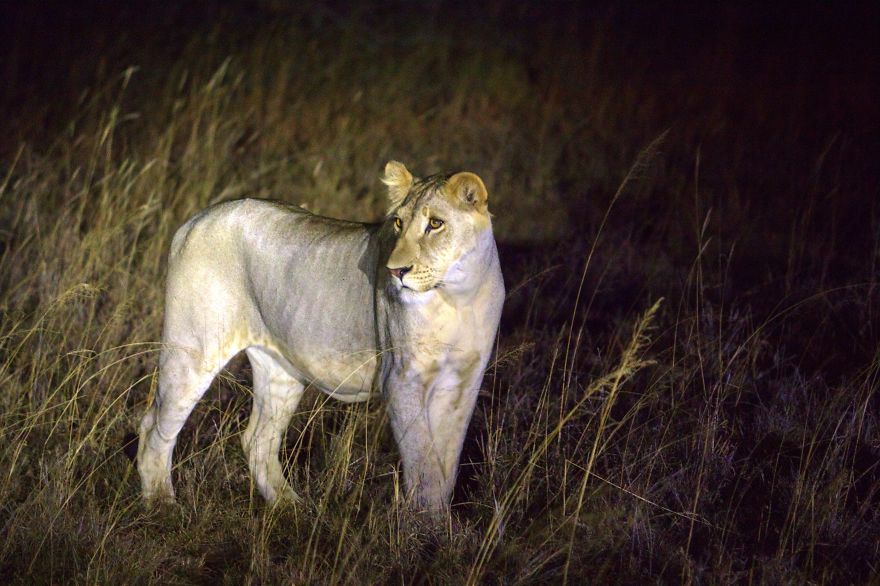 I Am Truly Amazed With Wild Animals In Kenya!