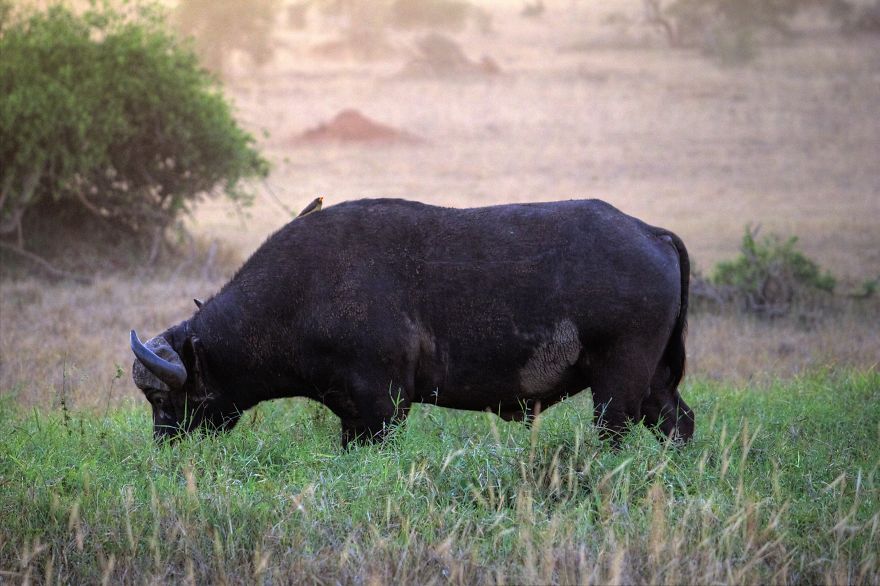 I Am Truly Amazed With Wild Animals In Kenya!
