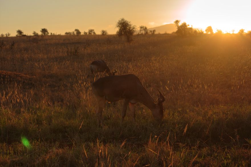I Am Truly Amazed With Wild Animals In Kenya!