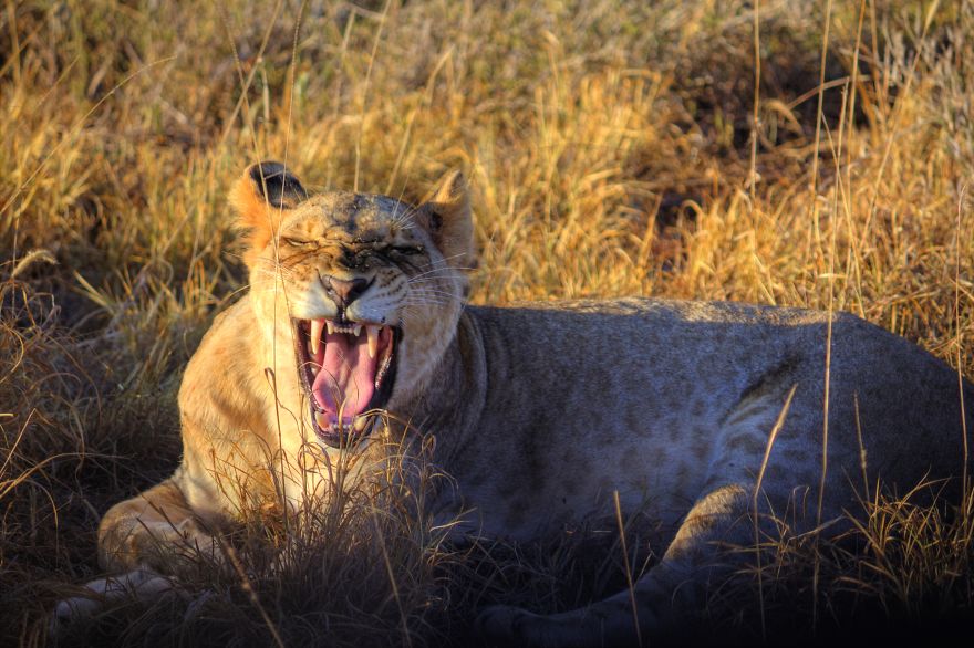 I Am Truly Amazed With Wild Animals In Kenya!