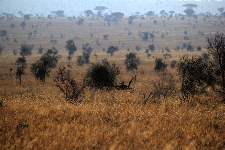 I Am Truly Amazed With Wild Animals In Kenya!