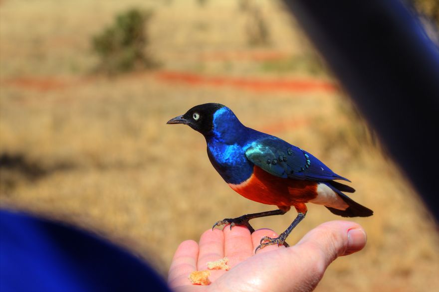 I Am Truly Amazed With Wild Animals In Kenya!