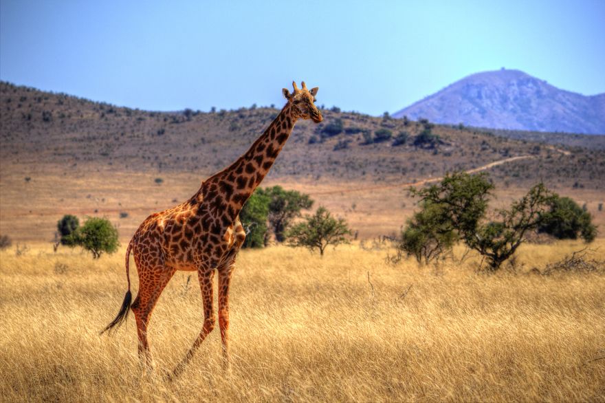 I Am Truly Amazed With Wild Animals In Kenya!