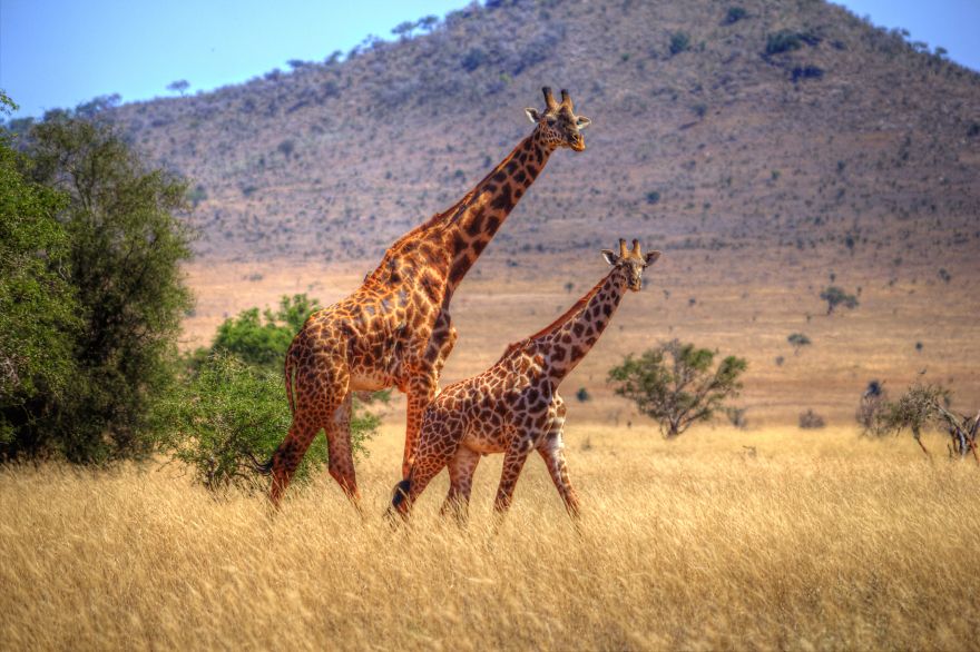 I Am Truly Amazed With Wild Animals In Kenya!