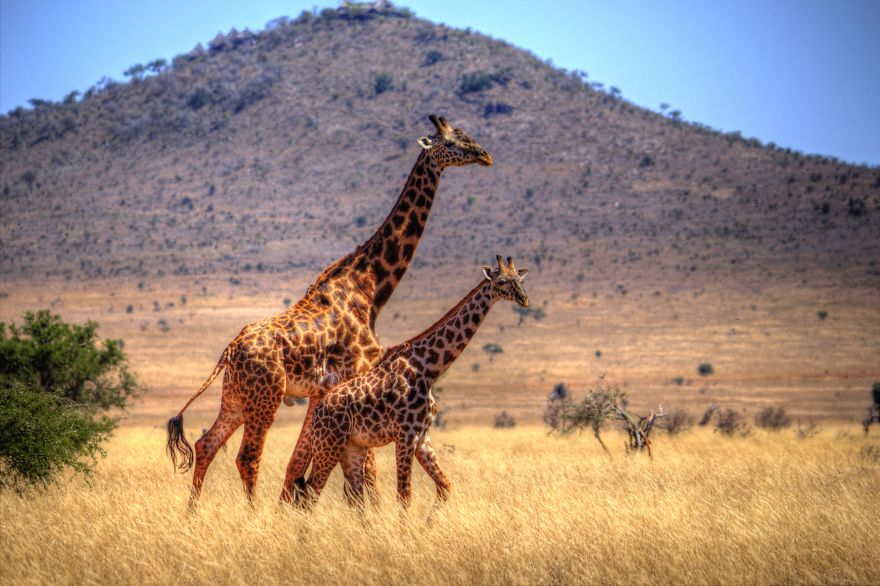 I Am Truly Amazed With Wild Animals In Kenya!