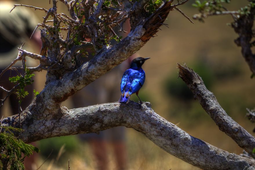 I Am Truly Amazed With Wild Animals In Kenya!