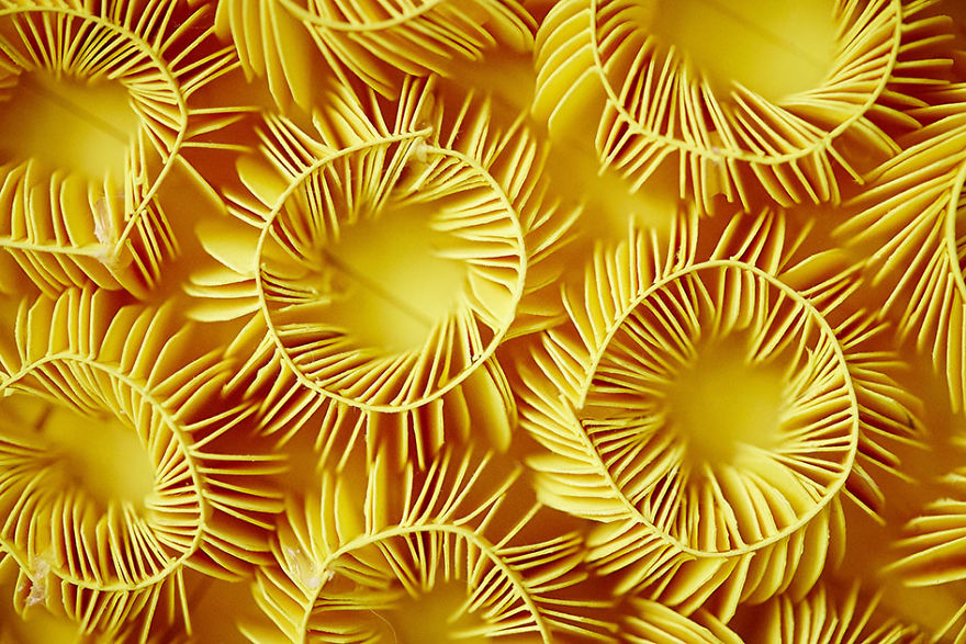 I've Spent 4 Months To Create This Coral Piece With Paper